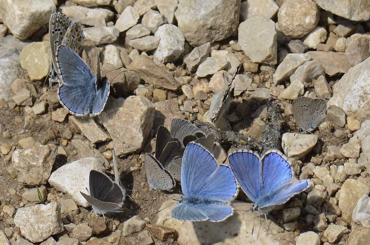 Gruppo misto Lycaenidae da id.